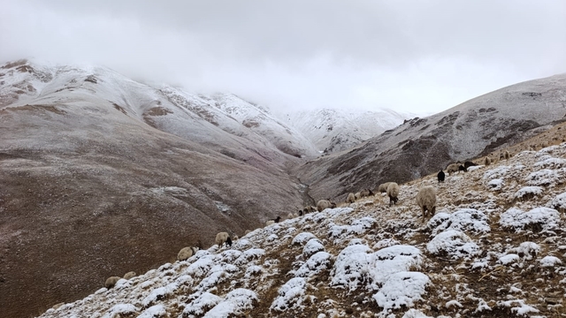 Van'ın yükseklerine kar yağdı; hazırlıksız yakalanan çobanlar zor anlar yaşadı