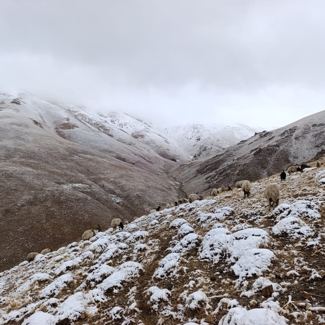 Van'ın yükseklerine kar yağdı; hazırlıksız yakalanan çobanlar zor anlar yaş...