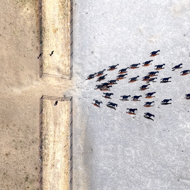 Malatya'da 5 yılda safkan Arap taylarının satışından 210 milyon lira gelir...