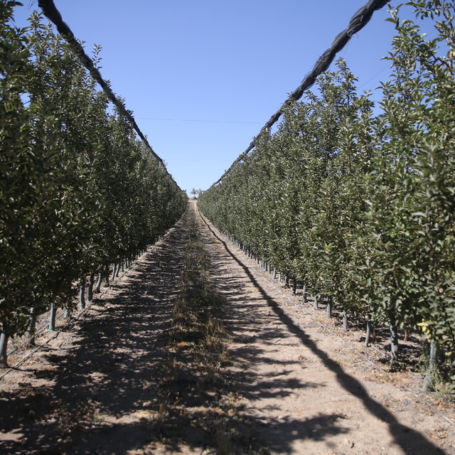 Niğde'de elma bahçelerinde kuraklığa karşı havuzlu önlem