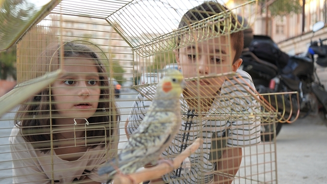 Kardeşlerin pencereden kaçan papağanları 'Zeytin' bulundu