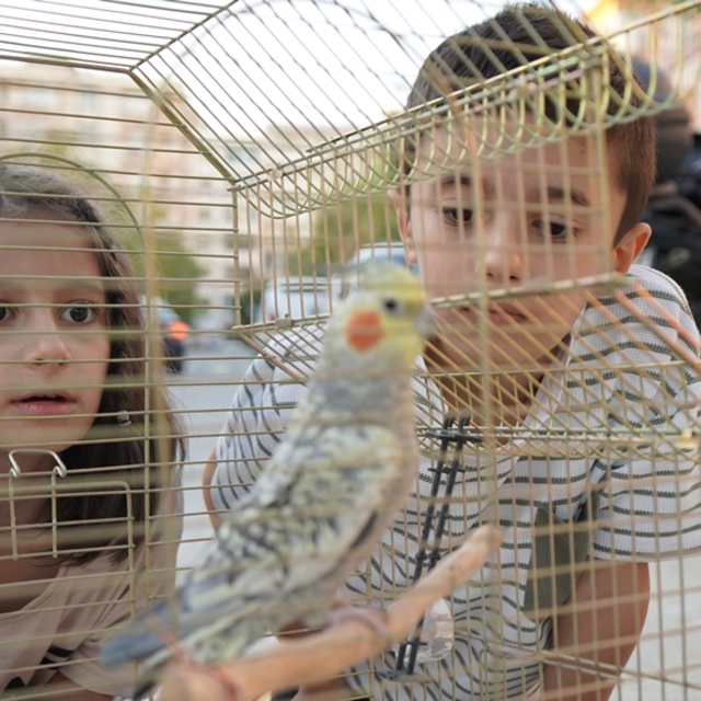 Kardeşlerin pencereden kaçan papağanları 'Zeytin' bulundu
