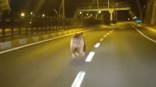 Tunceli'de kara yoluna inen bozayı kamerada