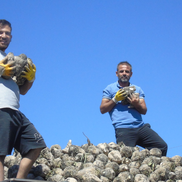 Gaziantep'te şeker pancarı hasadına başlandı