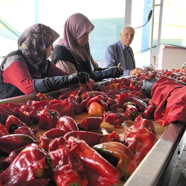 Kulacalı kadınların ürettiği 1500 ton biber salçası Hollanda'ya ihraç edile...