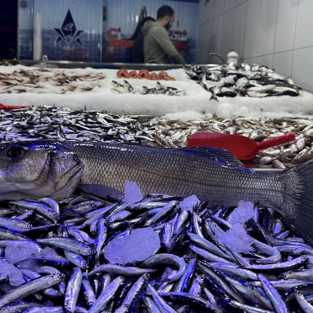 Hamsi avcılığı hem balıkçıyı hem tüketiciyi memnun etmeyi sürdürüyor