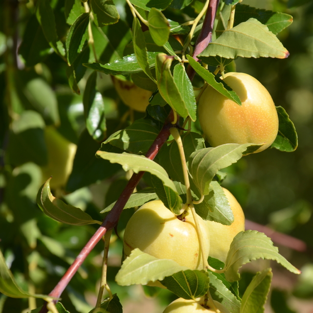 Manisa'da kadınların hünnap mesaisi başladı