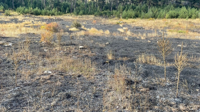 Türkeli'de çıkan örtü yangını söndürüldü
