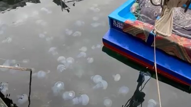 Prof. Dr. Dindar: Marmara'da görülen denizanası yoğunluğu müsilajın da habercisi