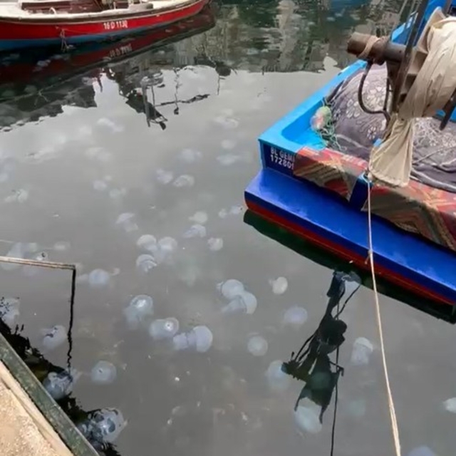 Prof. Dr. Dindar: Marmara'da görülen denizanası yoğunluğu müsilajın da habe...