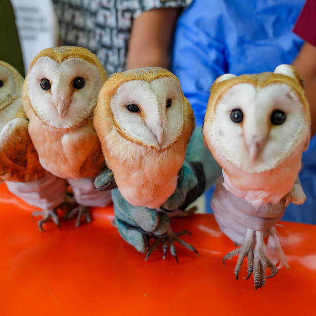 Annelerini kaybeden 4 peçeli baykuş doğaya dönmek için gün sayıyor