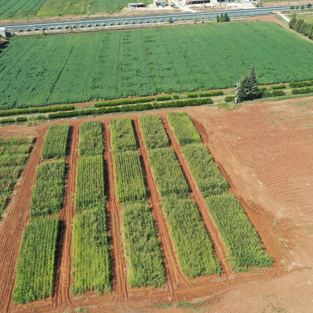 Şanlıurfa'da anıza ekim yönteminin yaygınlaştırılması hedefleniyor