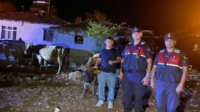 Yozgat'ta kaybolan büyükbaş hayvanlar jandarma tarafından bulundu