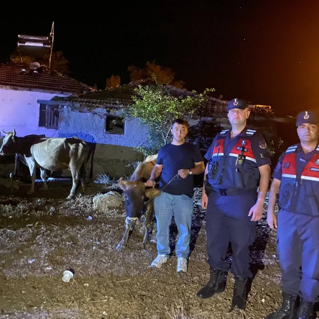 Yozgat'ta kaybolan büyükbaş hayvanlar jandarma tarafından bulundu