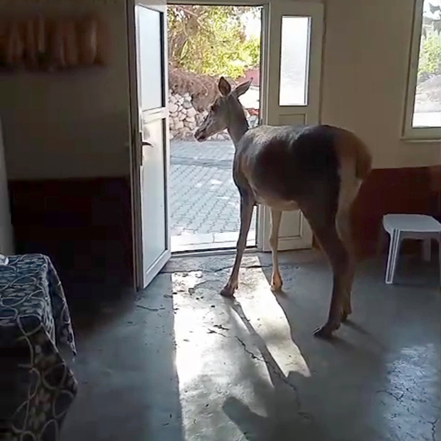 Kızılgeyik köy kahvehanesine girdi