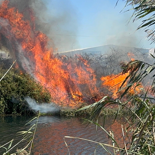 Antalya'da sazlık alanda çıkan yangın söndürüldü