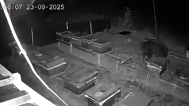 Arıcıların 4 kovan balını yiyen bozayı kamerada