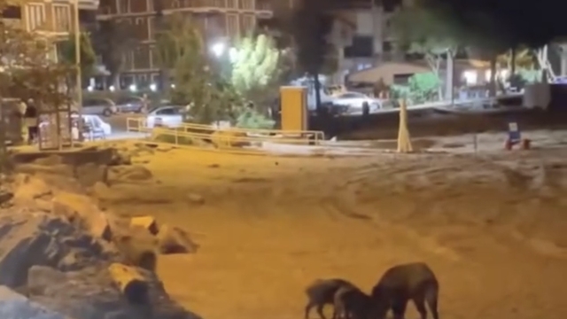 Yaban domuzları sahile indi