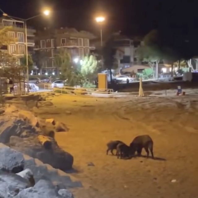 Yaban domuzları sahile indi