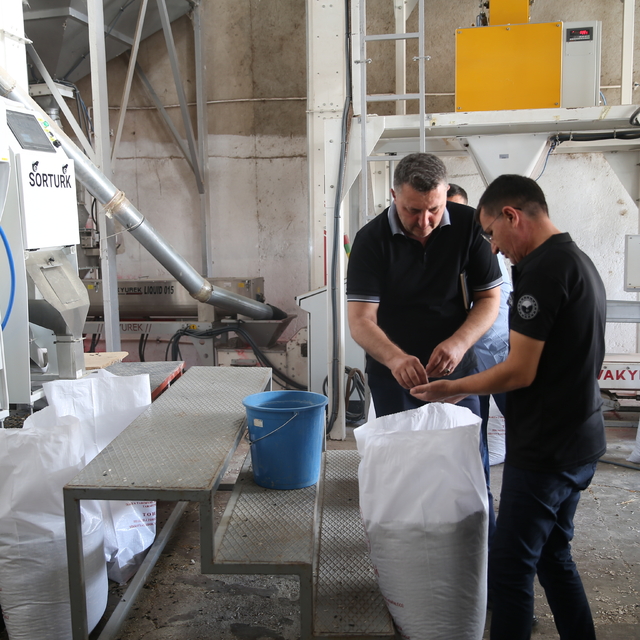 Lezzetiyle öne çıkan "karaduman" çerezlik ayçiçeği çeşidi hastalıklara karş...