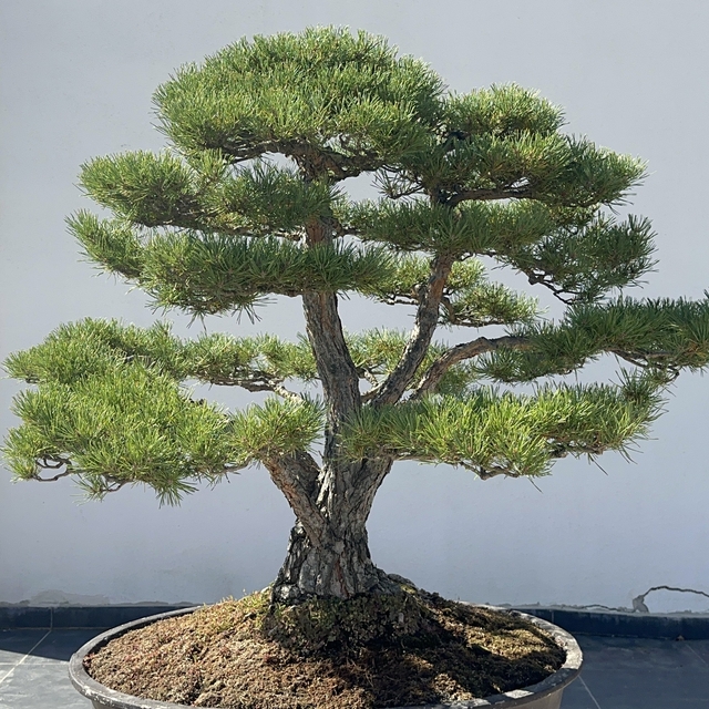 Türkiye'nin ilk, Avrupa'nın en büyük Bonsai Müzesi'ne ilgi; 3 eser 'The Tro...