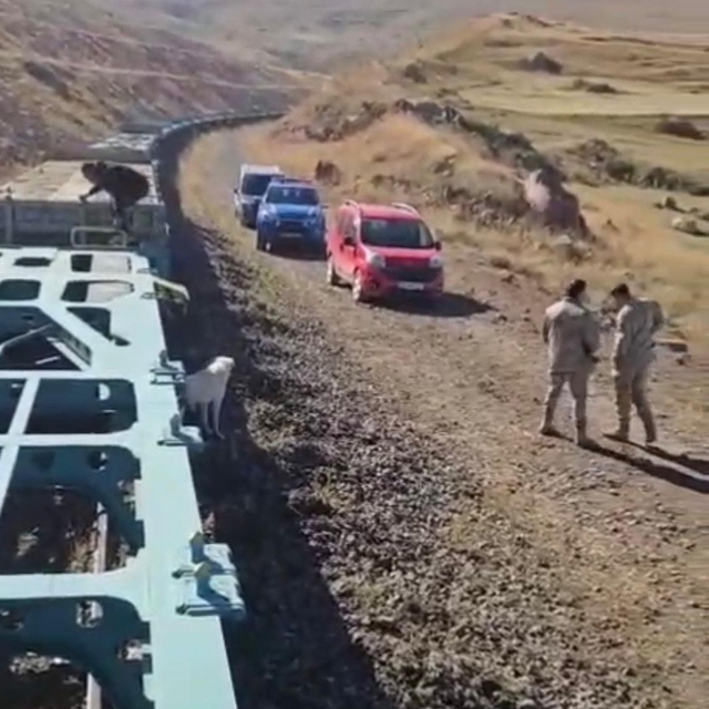 Yük treni büyükbaş sürüsüne çarptı; 5 inek öldü