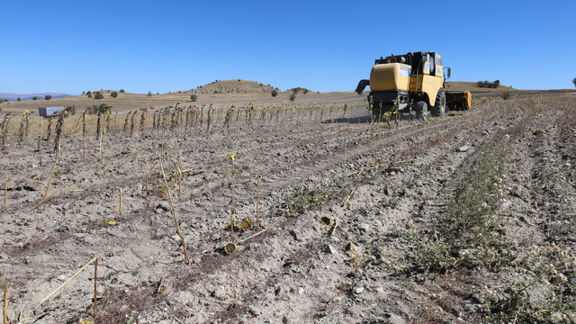 Orta'da yetiştirilen ayçiçekleri hasat edilmeye başlandı