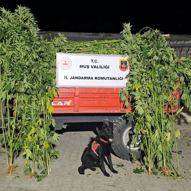 Muş'ta bahçede kenevir yetiştiren 2 şüpheli yakalandı