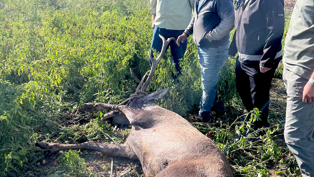 Gaziantep'te sulama hortumlarına takılıp mahsur kalan kızılgeyik kurtarıldı