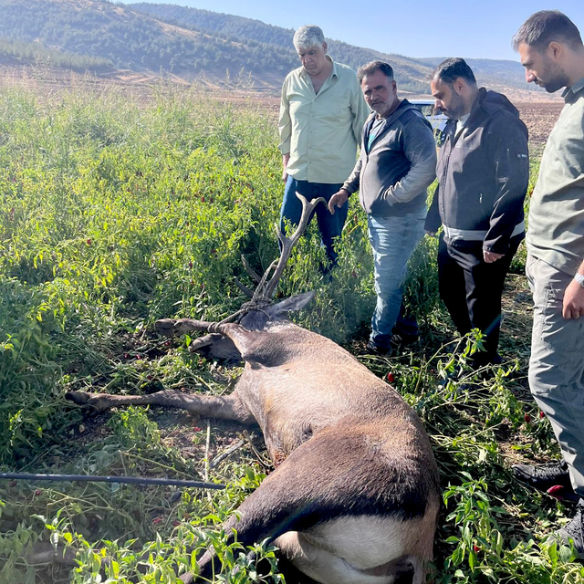 Gaziantep'te sulama hortumlarına takılıp mahsur kalan kızılgeyik kurtarıldı