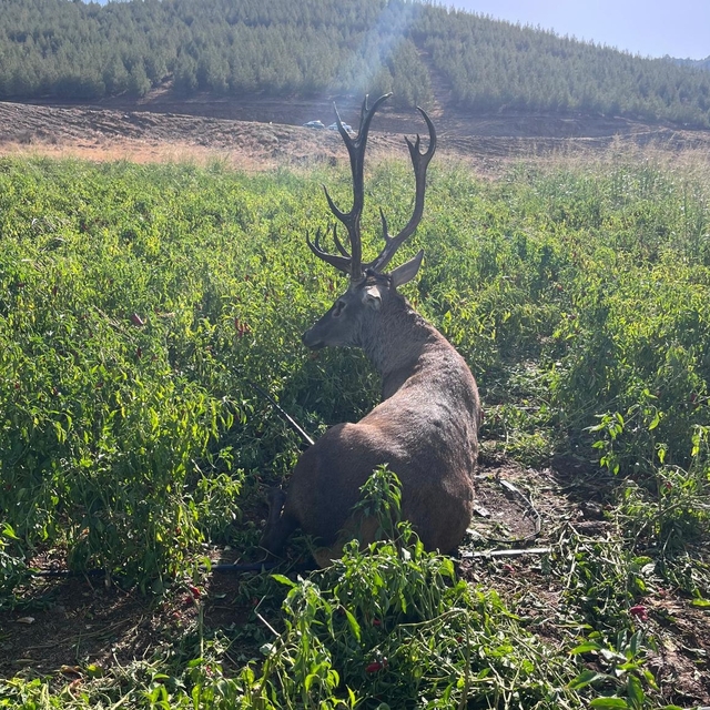 Gaziantep'te sulama hortumuna dolanan yaban geyiği kurtarıldı