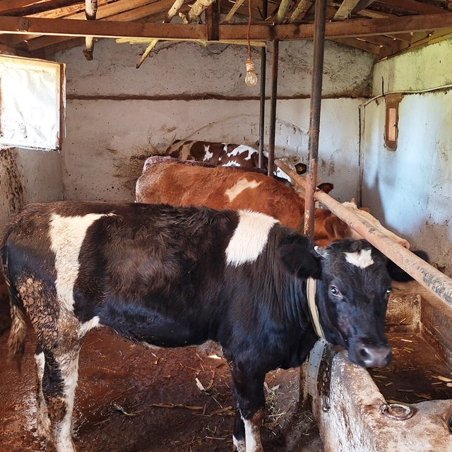 Hisarcık'ta şap karantinası