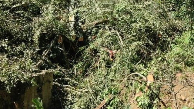 Kestiği ağacın altında kalıp öldü