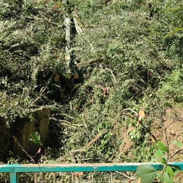 Kestiği ağacın altında kalıp öldü