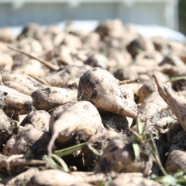 Kars Şeker Fabrikası pancar alımına başladı
