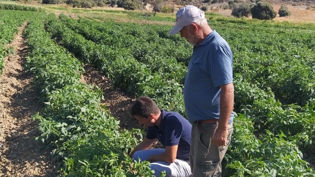 Datça'da domates üreticilerine hastalık ve gübreleme eğitimi verildi