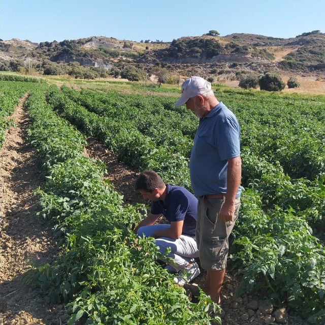 Datça'da domates üreticilerine hastalık ve gübreleme eğitimi verildi