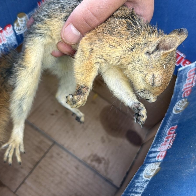 Şırnak'ta yaralı ve bitkin bulunan 3 kuş ile sincap tedavi altına alındı