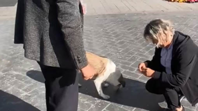 Halk otobüsü çalışanları, ayağını ezdikleri köpeği bulup mama verdi