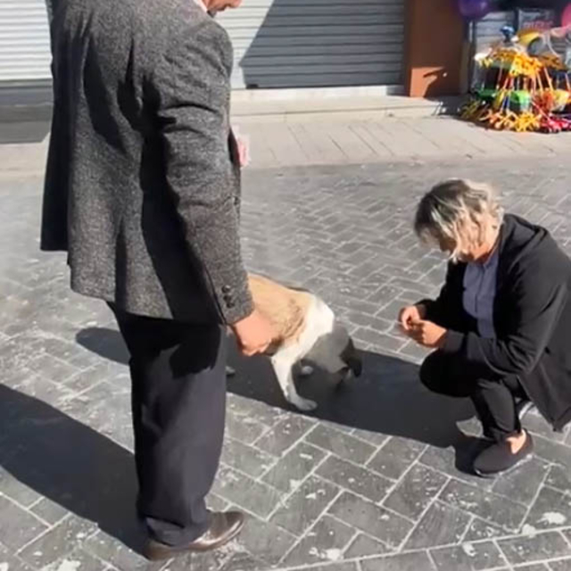 Halk otobüsü çalışanları, ayağını ezdikleri köpeği bulup mama verdi