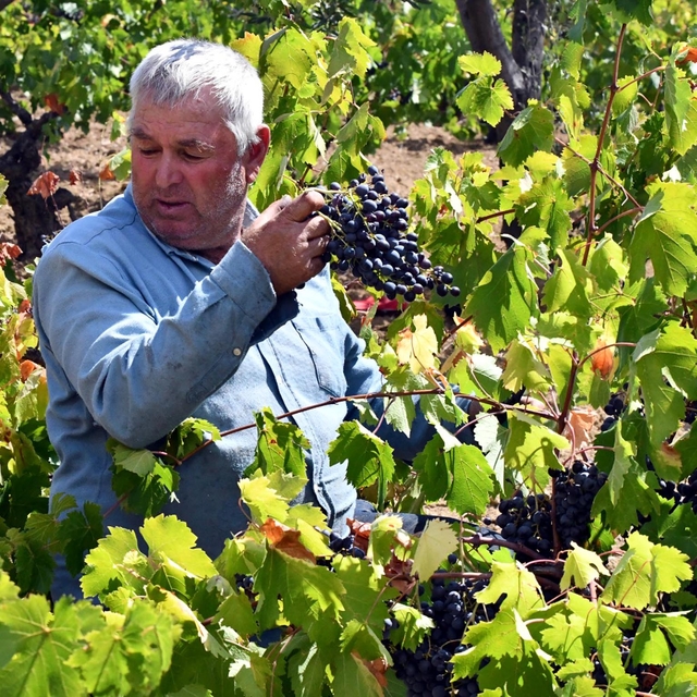 Ürettikleri üzüm suyunu Avrupa ülkelerine satıyorlar