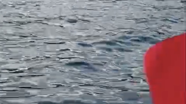 Denizde yüzen yaban domuzu görüntülendi