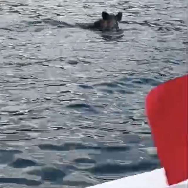 Denizde yüzen yaban domuzu görüntülendi