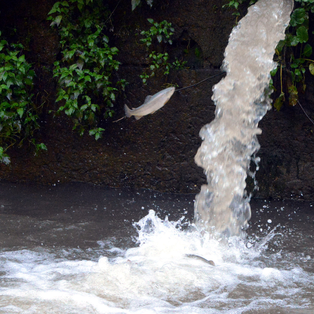 Selin vurduğu tesiste alabalıkların 'oksijen' mücadelesi