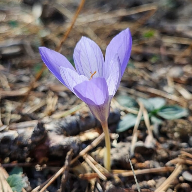 Çankırı'da "vargit"lerin açmasıyla yaylalar renklendi