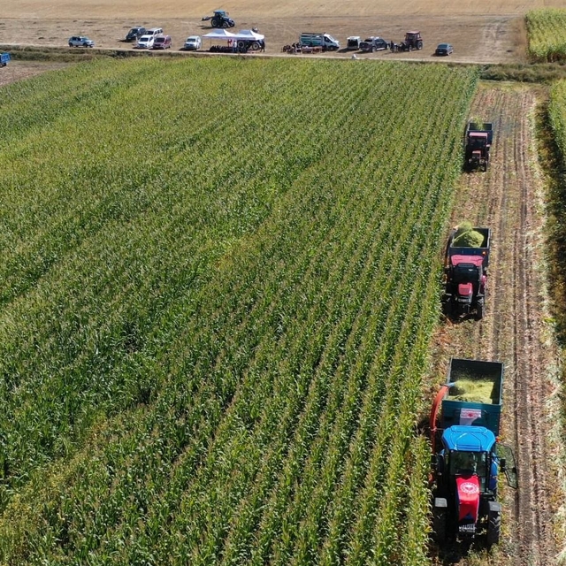 Kars'ta hümik asitli silajlık mısır üretim denemesinde yüksek verim alındı