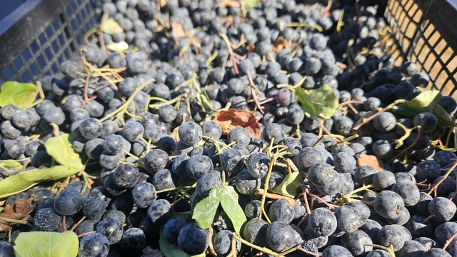 Balıkesir'de Aronya Hasat Şenliği yapıldı