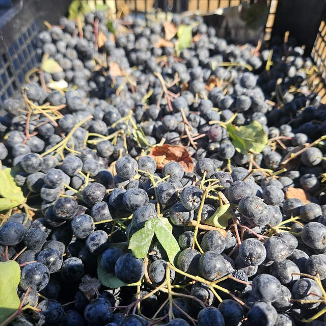 Balıkesir'de Aronya Hasat Şenliği yapıldı