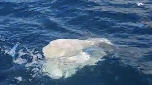 Amasra'da deniz yüzeyinde kirliliğe inceleme