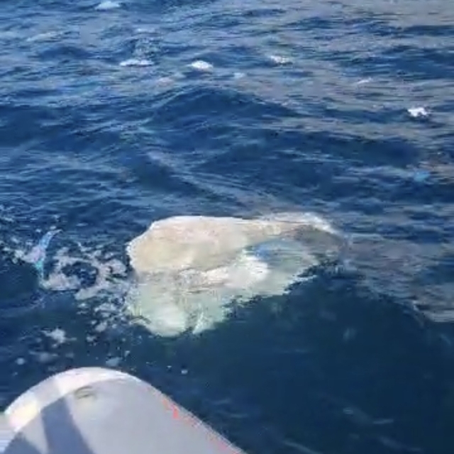 Amasra'da deniz yüzeyinde kirliliğe inceleme